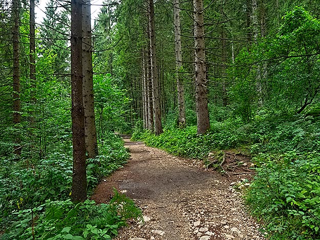 Parts of the trail through pine forests is graded