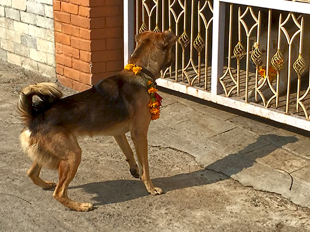 On the second day of Tihar in Nepal, dogs are honored. Flower garlands are placed around the necks of family dogs and even strays are rounded up and so honored.