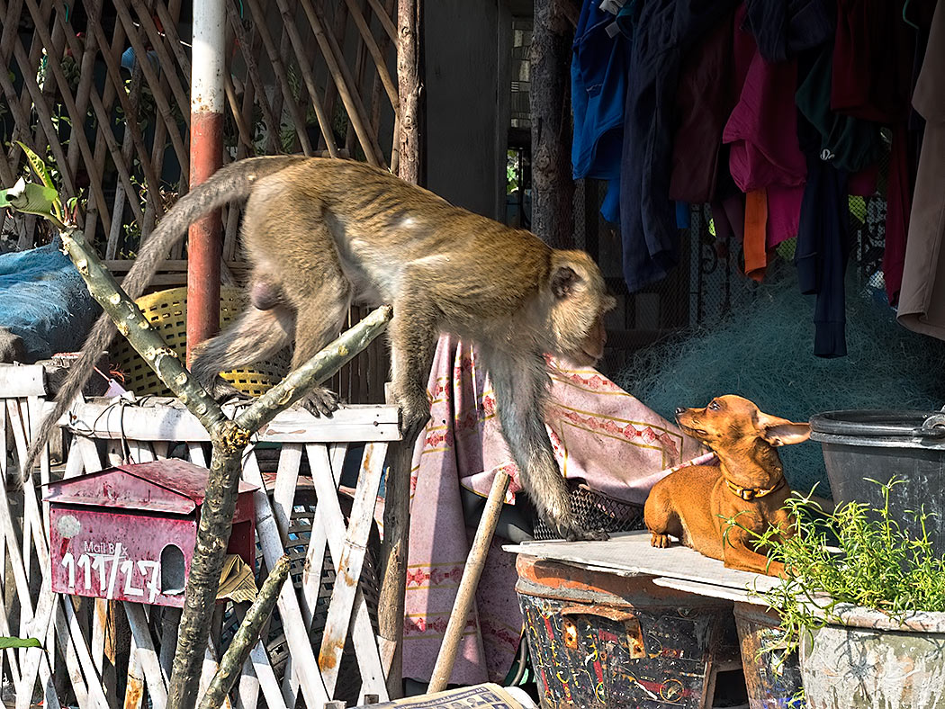 At the far southern end of the beach in Hua Hin, Thailand, troupes of Hua Hin monkeys roam the wharves and seafood restaurants around Khao Takiab mountain, searching for food. This Dachshund, a pet of one of the restaurant owners, was fearless when confronted by a monkey three times his size
