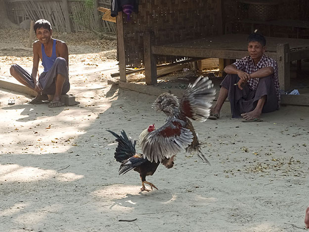 Cock fighting is a favorite pastime in the rural villages of Myanmar