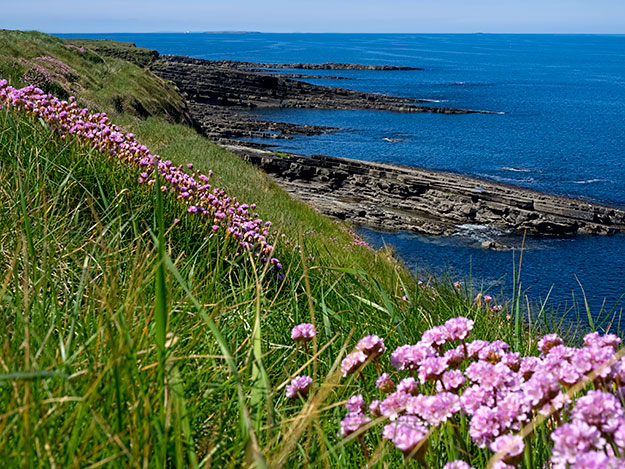 Wildflowers decorate Mullaghmore peninsula in County Sligo, Ireland