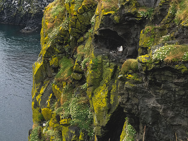 Sea birds nest on the cliffs surrounding the Carrick-a-Rede Rope Bridge, seen along the Causeway Coast of Northern Ireland