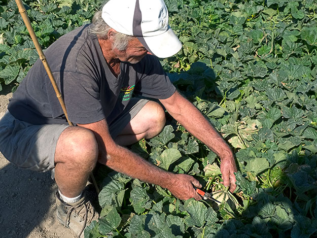 On his farm, Bernard Meyssard picks ripe Charentais melons by hand every day