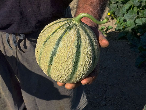 A perfect sample of the famous Charentais melons of Provence, France