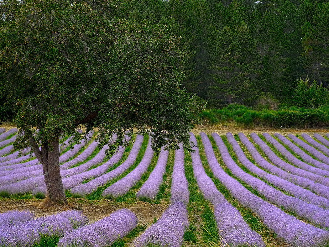 Lavender Fields in Provence France