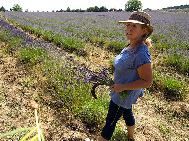 Catherine Liardet cuts samples of some of the 200 varieties of lavender she grows at La Ferme aux Lavande