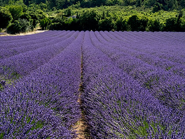 Brilliant purple lavendin is a hybrid of true lavender