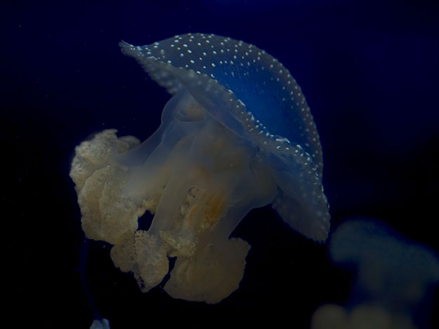 Astonishing jellyfish