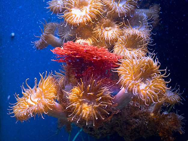 Sea anemones, like an underwater flower garden