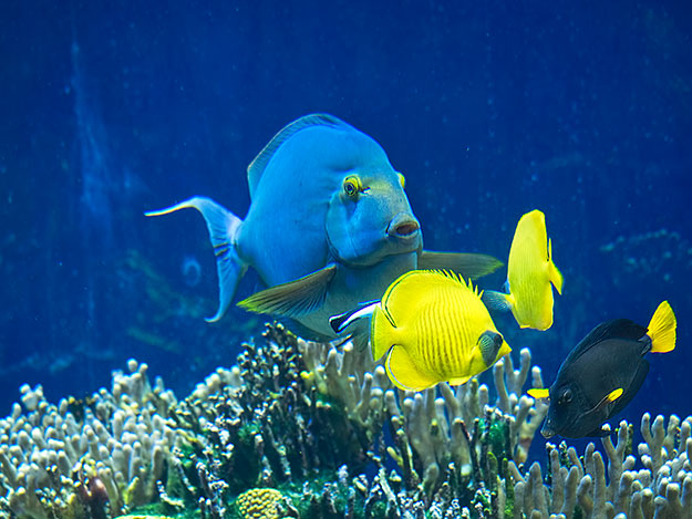 Unusual fish at the Oceanographic Museum of Monaco