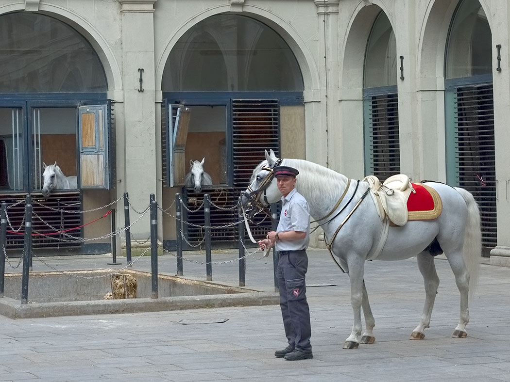 Lipizzaner Horses in Vienna, Austria