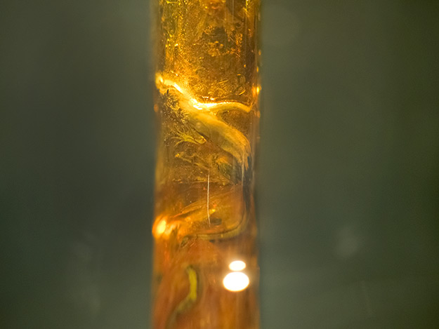 One of only six examples of a lizard trapped in amber, this specimen can be seen at the Amber Gallery and Museum in Vilnius, Lithuania