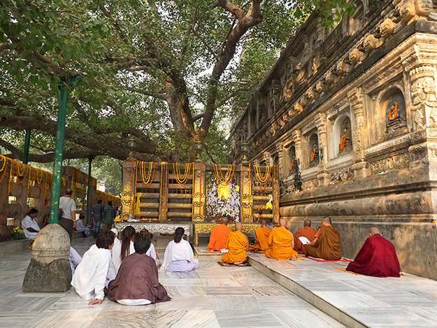 Monks, nuns, and pilgrims from allover the world come to Bodh Gaya, India to meditate beneath the Bodhi Tree