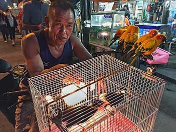 The Chiang Mai Parrot Man is something of an institution. For years, he has been riding around the northern Thailand city with his pet parrots and mynah birds on the front of his motorbike.He is most often spotted during the evening at Chiang Mai Gate Market