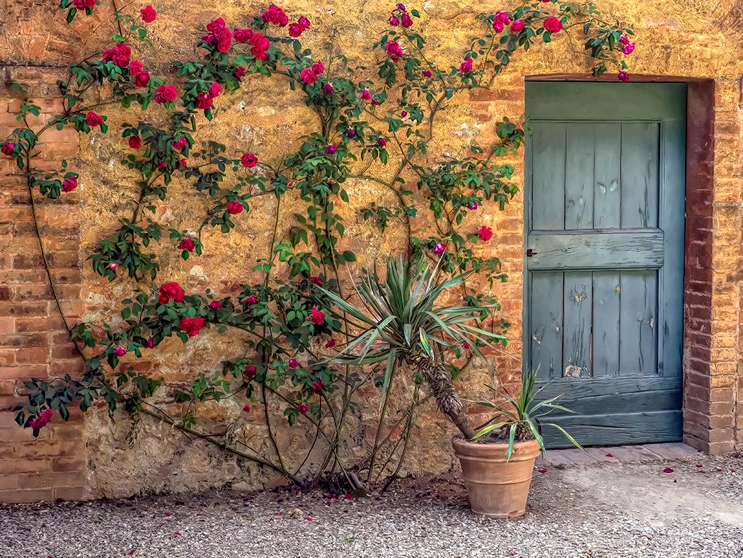 Roses climb a wall at Montestigliano, a holiday farmhouse in Tuscany that offers authentic holidays in the Italian countryside
