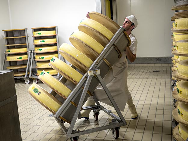 After removal from their molds, these freshly made wheels of curd ae stacked in a cold chamber, where they will be turned and salted for 24 hours