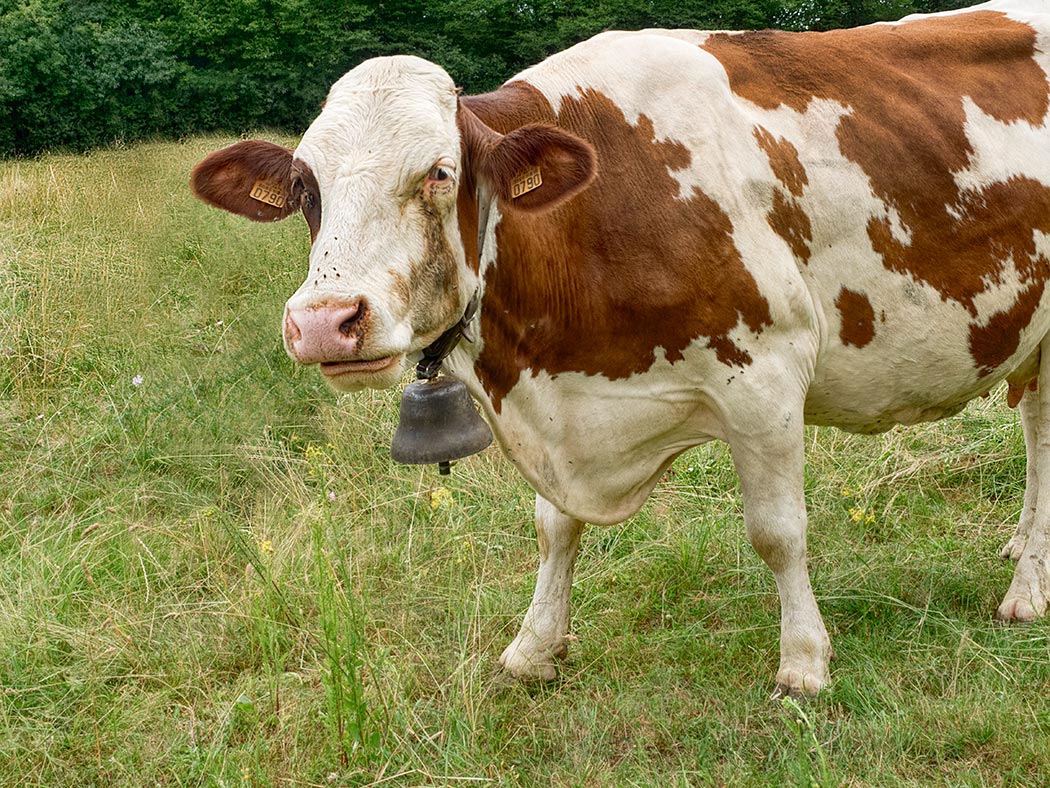 Montbeliarde cow in the fields surrounding Poligny, France. The Montbeliard is one of only two breeds whose milk is allowed to be used in the production of France's famous Comte cheese.