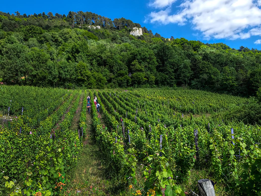 Walking through the vineyard of Ludwig Bindernagel in Poligny, France