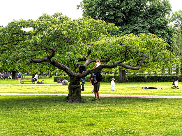 In Copenhagen's King's Garden, it's perfectly OK for kids to climb the trees