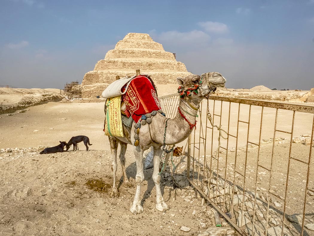 Camel strikes a pose before the Step Pyramid of Djoser, just a twenty minute ride from Giza, Egypt
