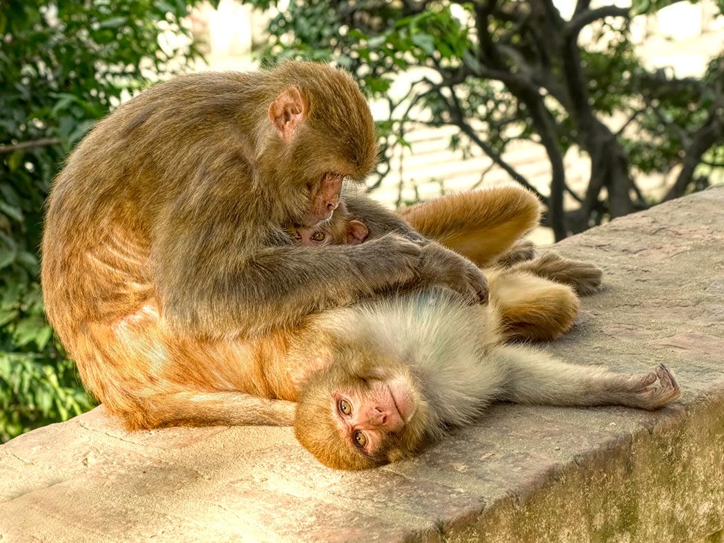 Monkeys at Pashupatinath Temple in Kathmandu, Nepal