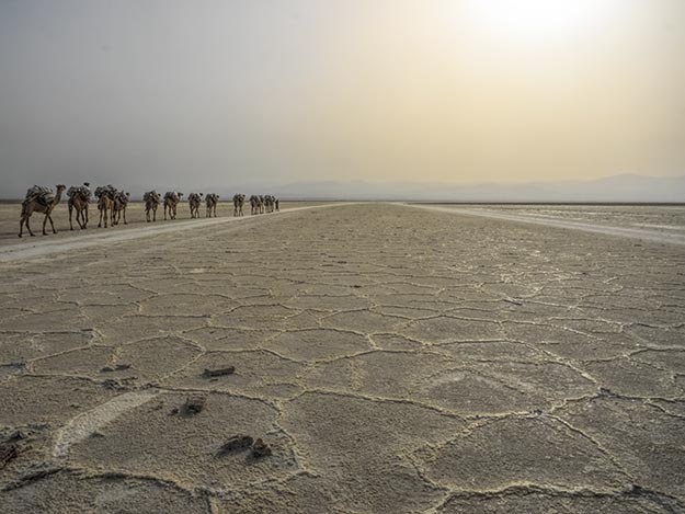 Camel train on the salt flats in Ethiopia's Danakil Depression marches off into the sunset at the beginning of a three day trek to deliver slabs of salt