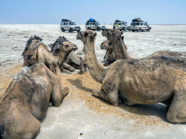 The backs of these camels are scarred from the heavy loads of salt they are forced to carry through the desert in the Danakil Depression of Ethiopia