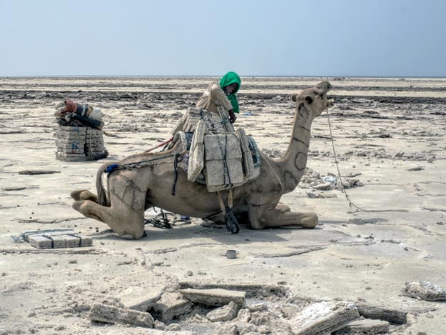 An Afar tribesman loads his complaining camel with giant slabs of salt that have been chipped from the salt flats of the Danakil Depression