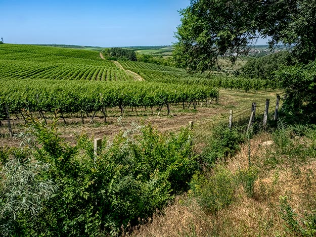Endless vineyards at Cricova Winery near Chisinau
