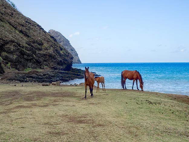 Wild horses graze along the seafront on Ua Huka island in the Marquesa Archipelago