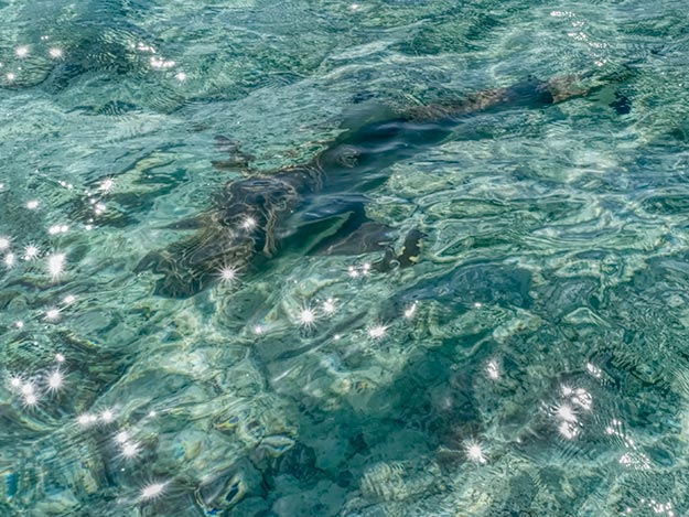 Black-tipped shark in the lagoon of Bora Bora
