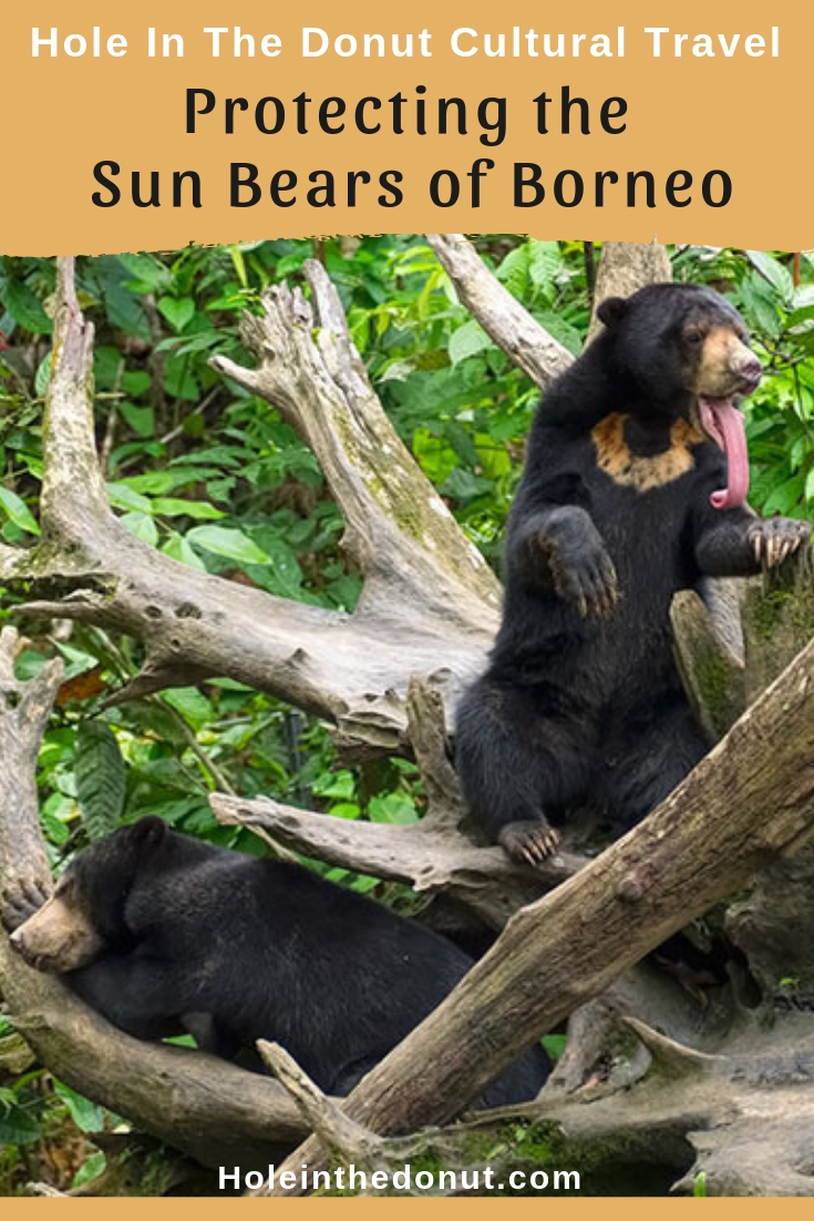 Protecting the Terminally Cute Sun Bears of Borneo