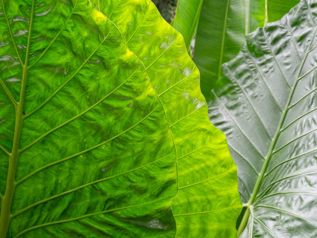 PHOTO: Leaves of the Borneo Giant Upright Elephant Ear