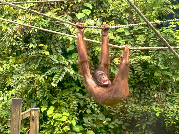 A juvenile orangutan of Borneo in the nursery at the Sepilok Orangutan Rehabilitation Centre