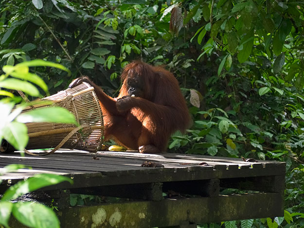 My dream to see the wild orangutans of Borneo was realized when this mature orangutan arrived for the morning feeding and commandeered the wicker basket full of fruit