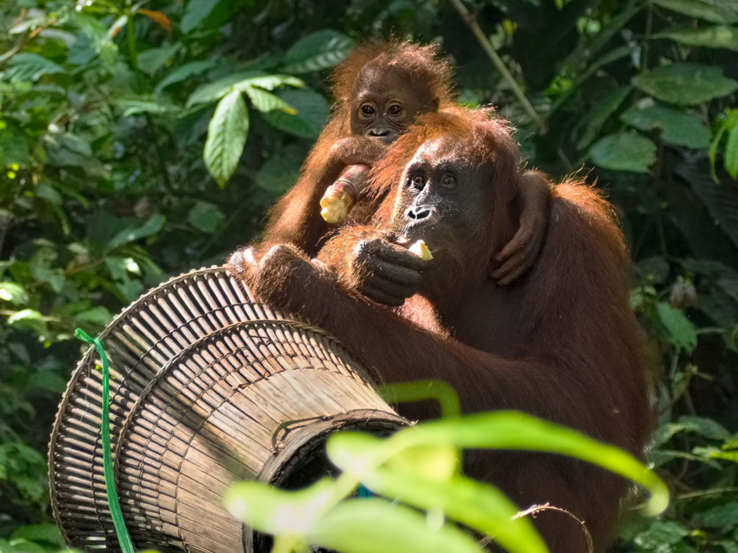 Human like behavior of orangutans at the Sepilok Orangutan Rehabilitation Centre on the island of Borneo