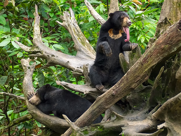 Most believe the Sun Bears are named for the golden crest on their chest, which resembles a rising sun. They also have an uncommonly long, thin tongue, which is used to probe logs and scoop up insects as it curls back up.