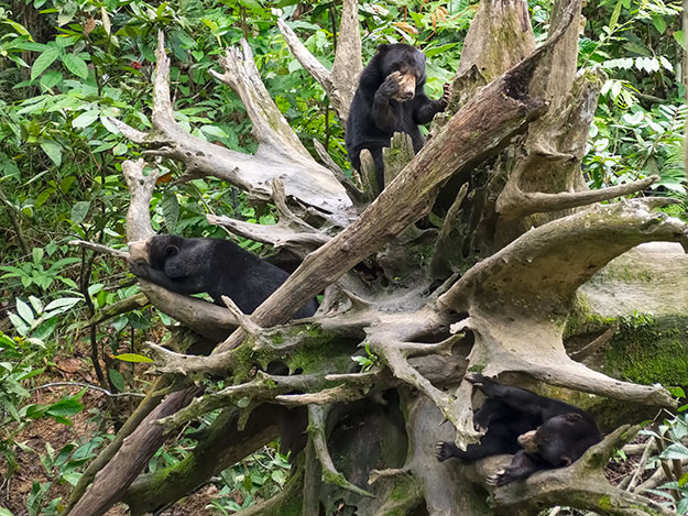 Three sleepy Sun Bears of Borneo take a nap on their favorite dead tree