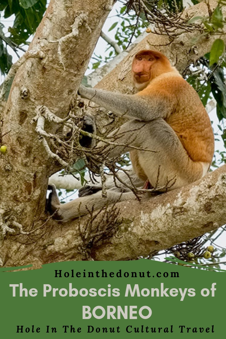 The Proboscis Monkey of Borneo - Proof that Size Matters After All