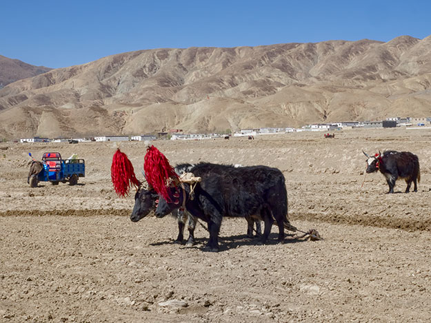 A pair of Dzo plow a farmer's farm in Tibet