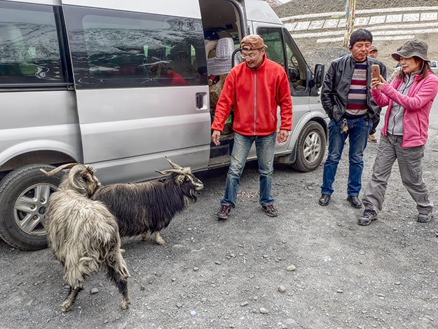 Wild goats scavenge for food at a roadside pullout in Tibet
