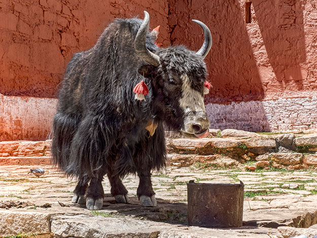 At Phuntsoling Monastery, monks feed a yak, one of the strangest of Tibetan animals