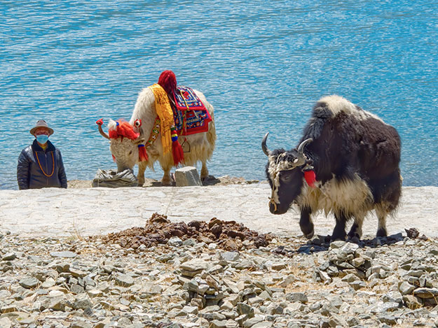 Yaks at Tibet's Yamdrok Lake wear embroidered decorations and are saddled with bright woven carpets
