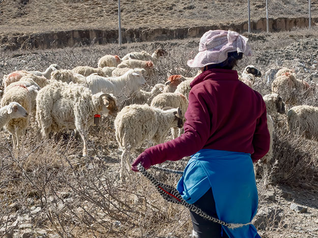 Shepherdess herds sheep and goats along the Yellow River in Tibet