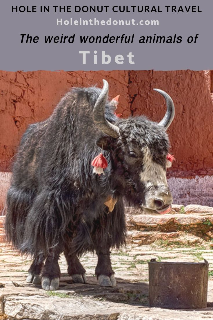 The Weird, Wonderful Critters of Tibet