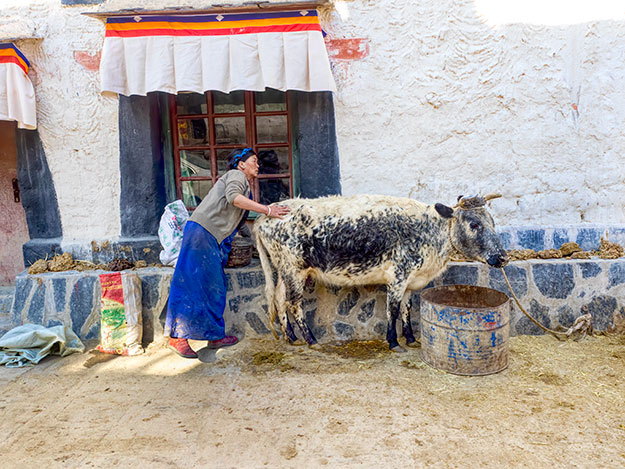 Tibetan woman prepares to milk her cow, which is tied up in front of her home in Gyantse, Tibet
