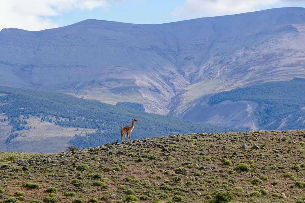 Guanaco surveys his domain from a hillside in Torres del Paine national Park in the Patagonian region of Chile