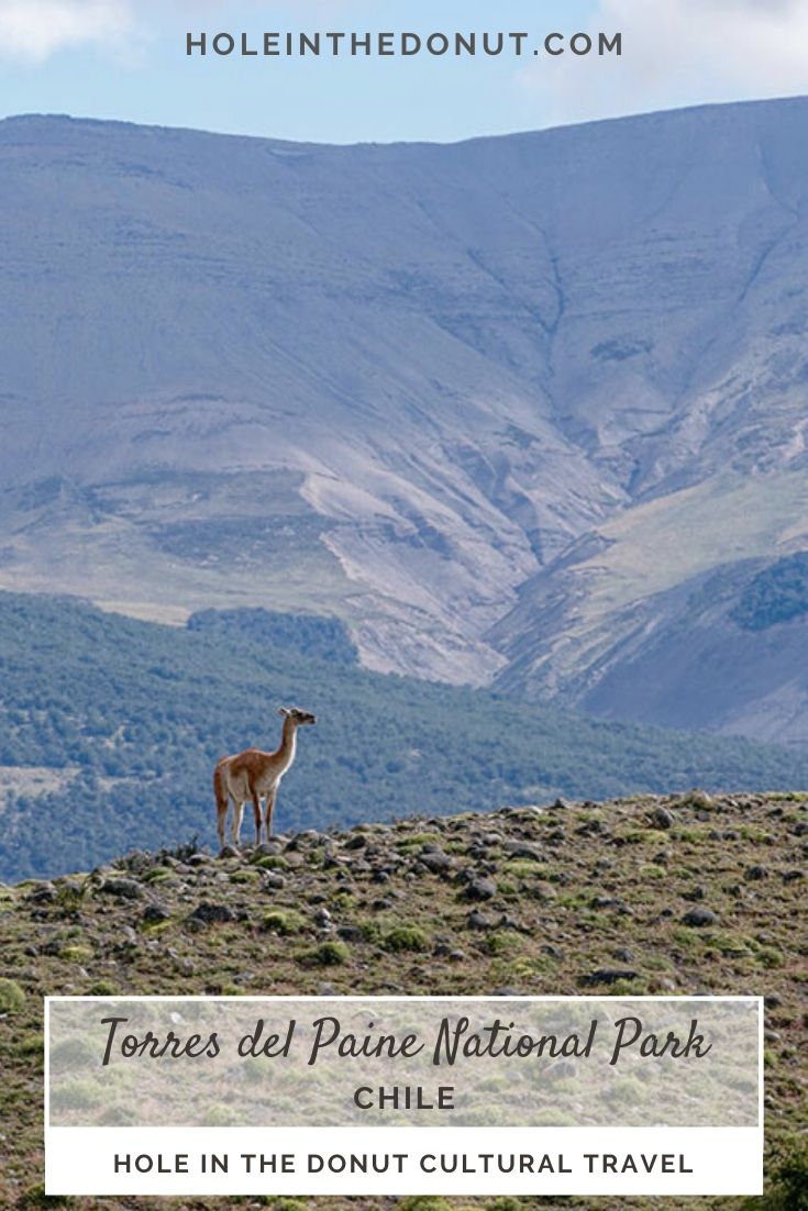 PHOTO: Guanaco Surveys its Domain in Torres del Paine National Park, Chile