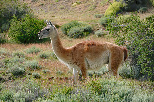 The protected Guanaco are the most prominent animals found in the park
