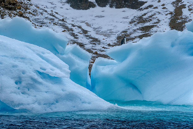 Solo Adelie Penguin stands atop an iceberg at Brown Bluff on the Tabarin Peninsula in Antarctica